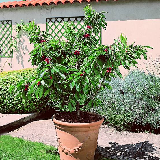Cerisier nain Garden Bing Pot de 6L/7L, 1/4 de tige, Tige de 40 cm
