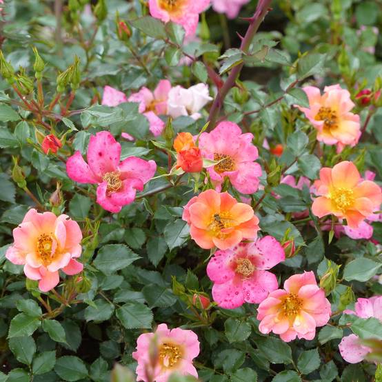 Rosier couvre-sol Happy Chappy Pot de 3L/4L