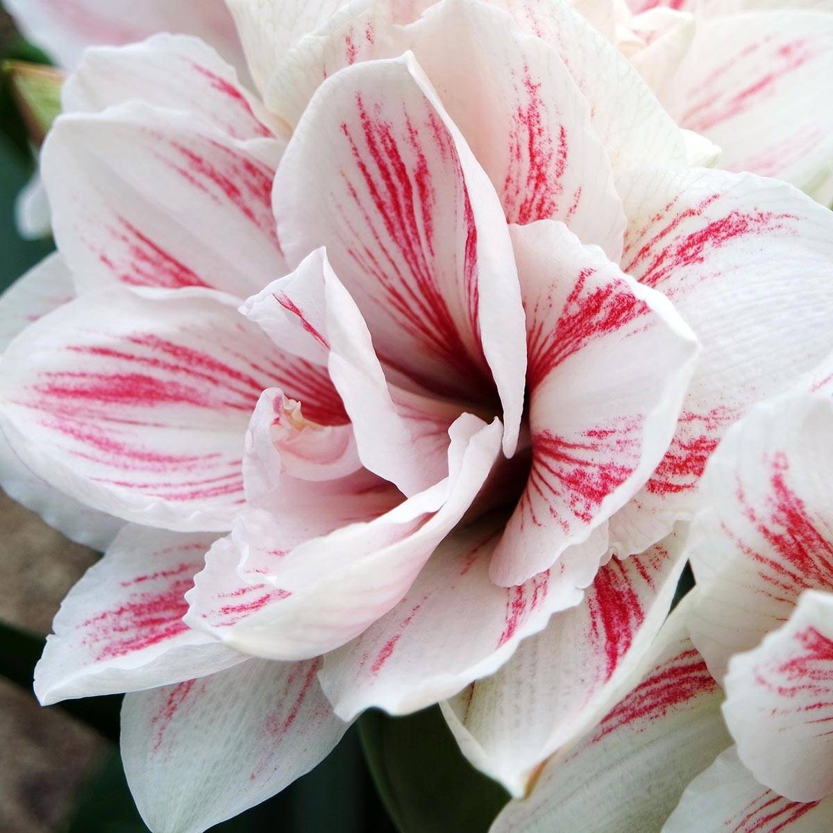 Promesse de Fleurs - Amaryllis double Aquaro - Hippeastrum Bulbe calibre 30/32