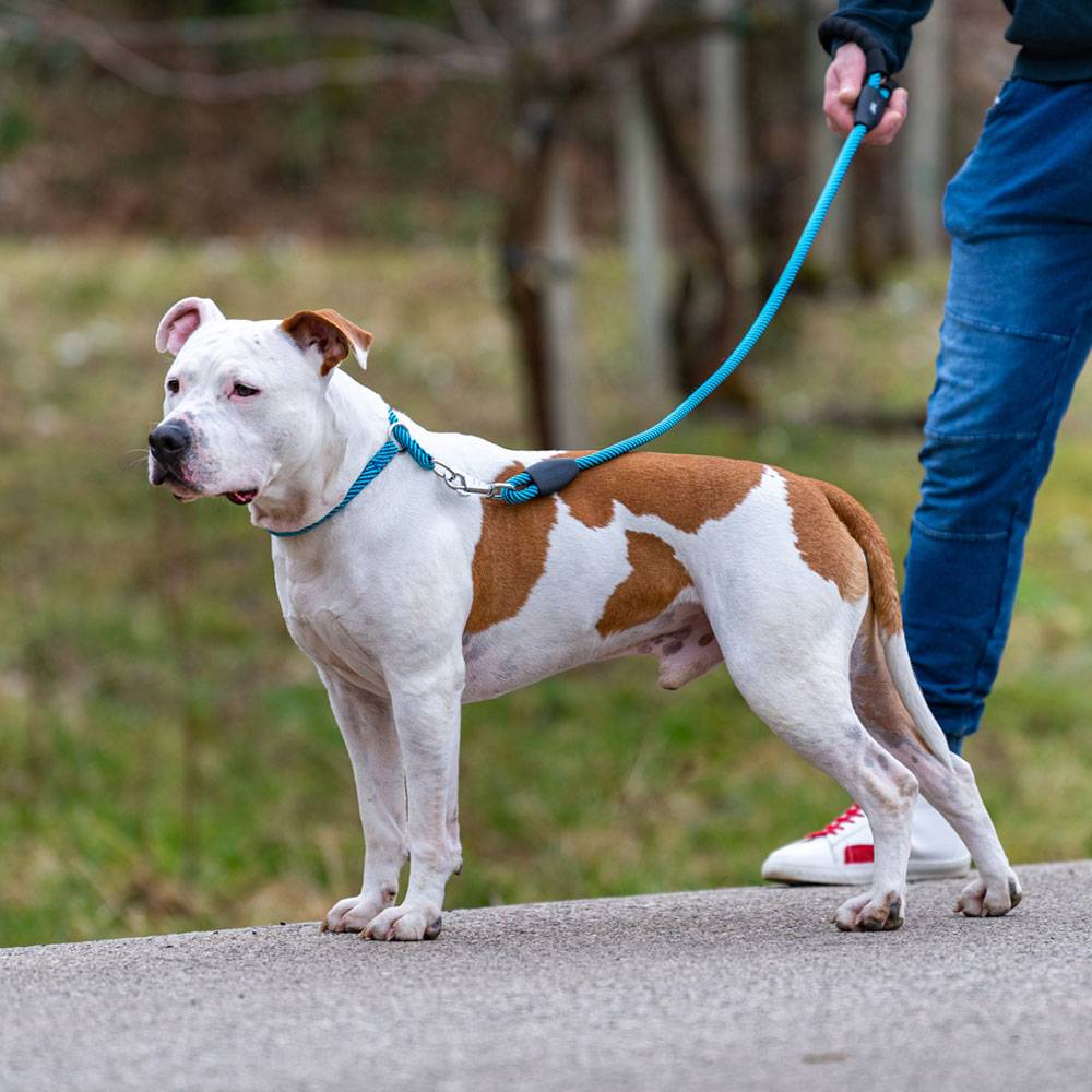 Ferplast - Laisse pour Chiens SPORT EXTREME G13/120, Longe en Nylon Robuste, Poignée Rembourrée Confortable, Rose-Noir - Imagen 2