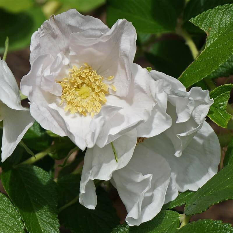 Rosier rugueux (Rosa rugosa) - Godet - Taille 20/40cm - Pépinières Naudet - Imagen 3