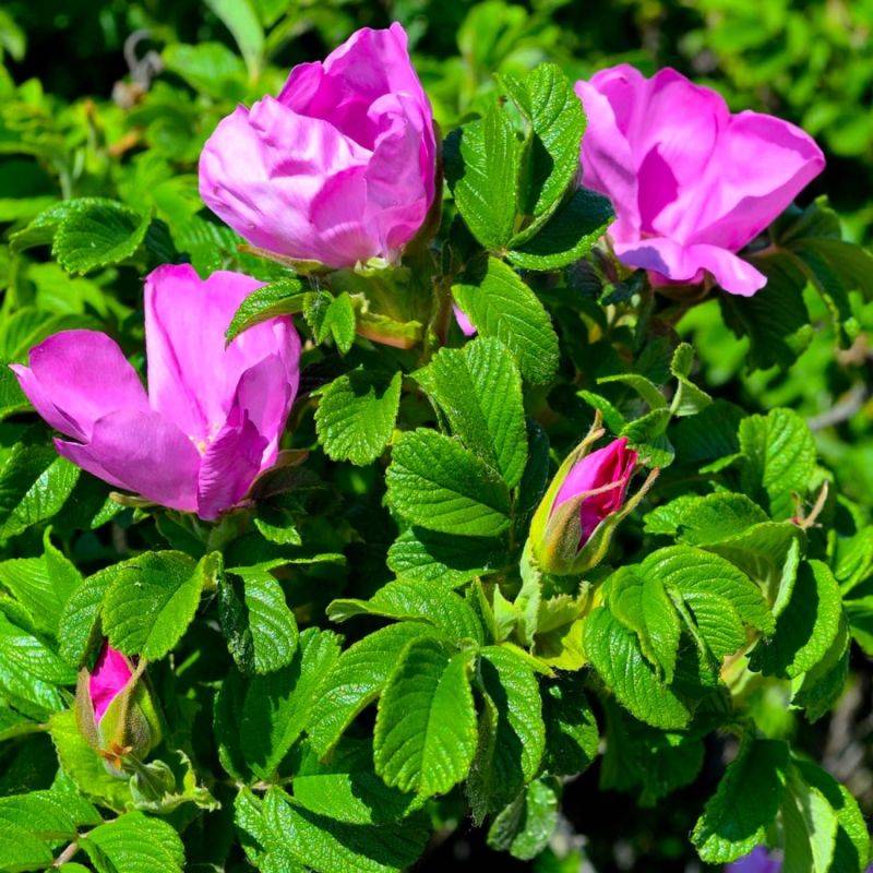 Rosier rugueux (Rosa rugosa) - Godet - Taille 20/40cm - Pépinières Naudet - Imagen 2