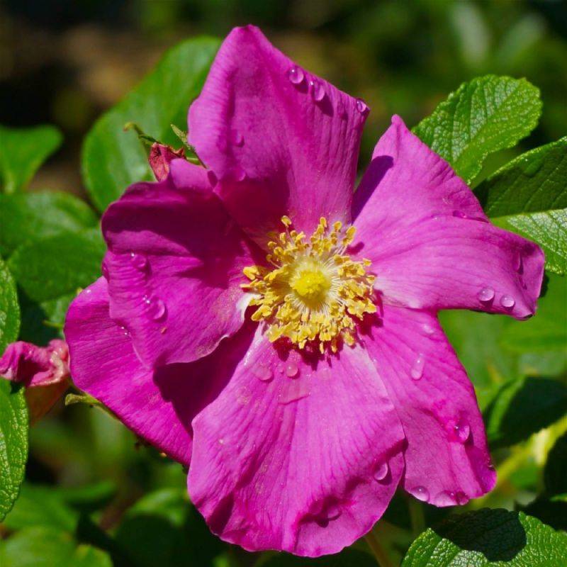 Rosier rugueux (Rosa rugosa) - Godet - Taille 20/40cm - Pépinières Naudet - Imagen 1