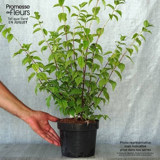 Seringat des jardins - Philadelphus Belle Etoile Pot de 3L/4L - Image 2