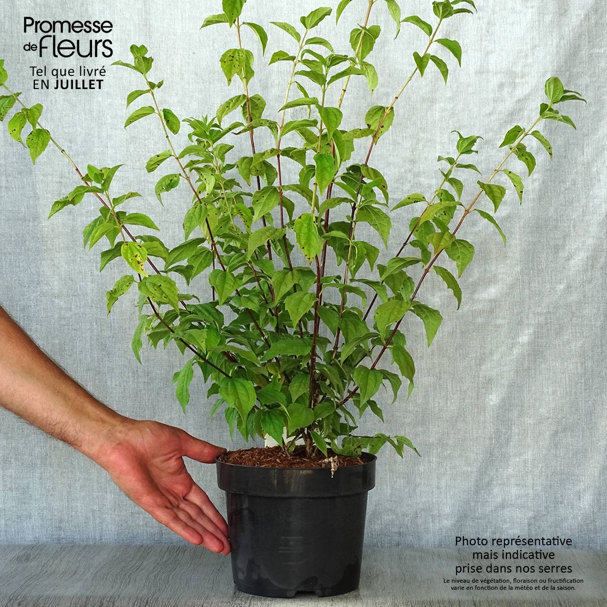 Seringat des jardins - Philadelphus Belle Etoile Pot de 3L/4L - Image 2