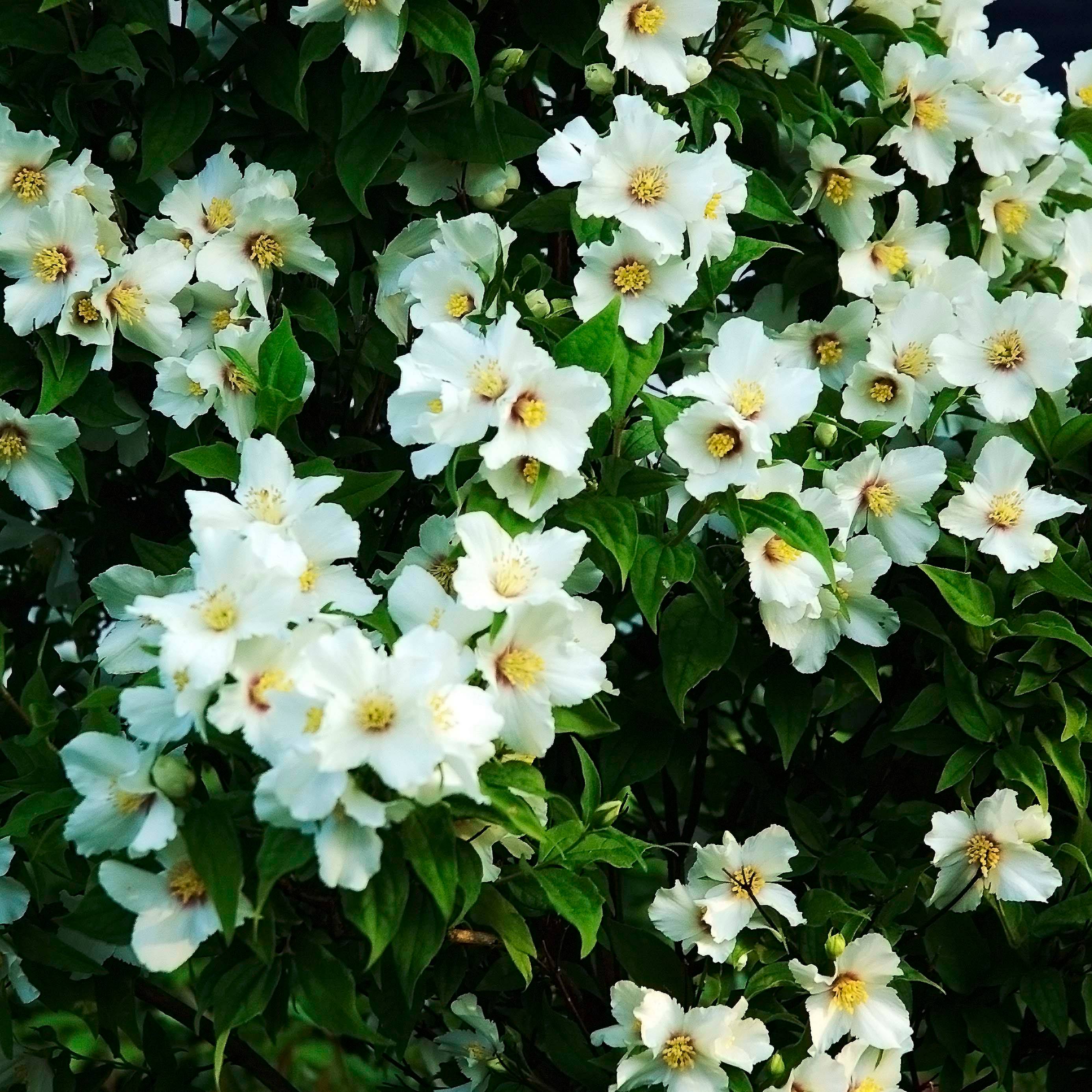 Seringat des jardins - Philadelphus Belle Etoile Pot de 3L/4L - Image 1