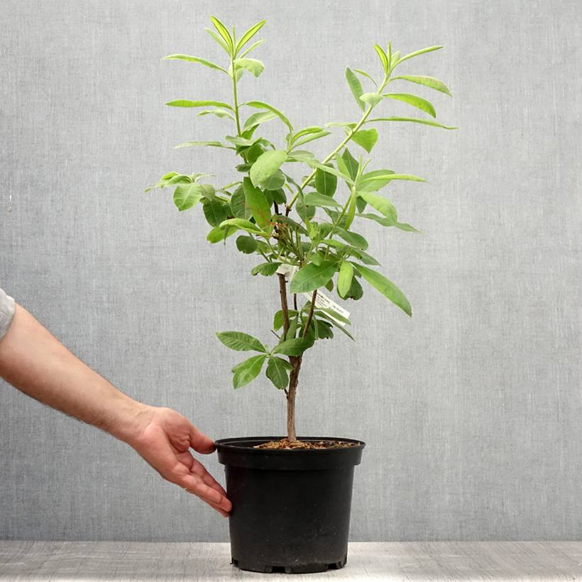 Promesse de Fleurs - Azalée de Chine Demoiselles de Boutiguery Aurora - Rhododendron hybride Pot de 4L/5L - Image 2