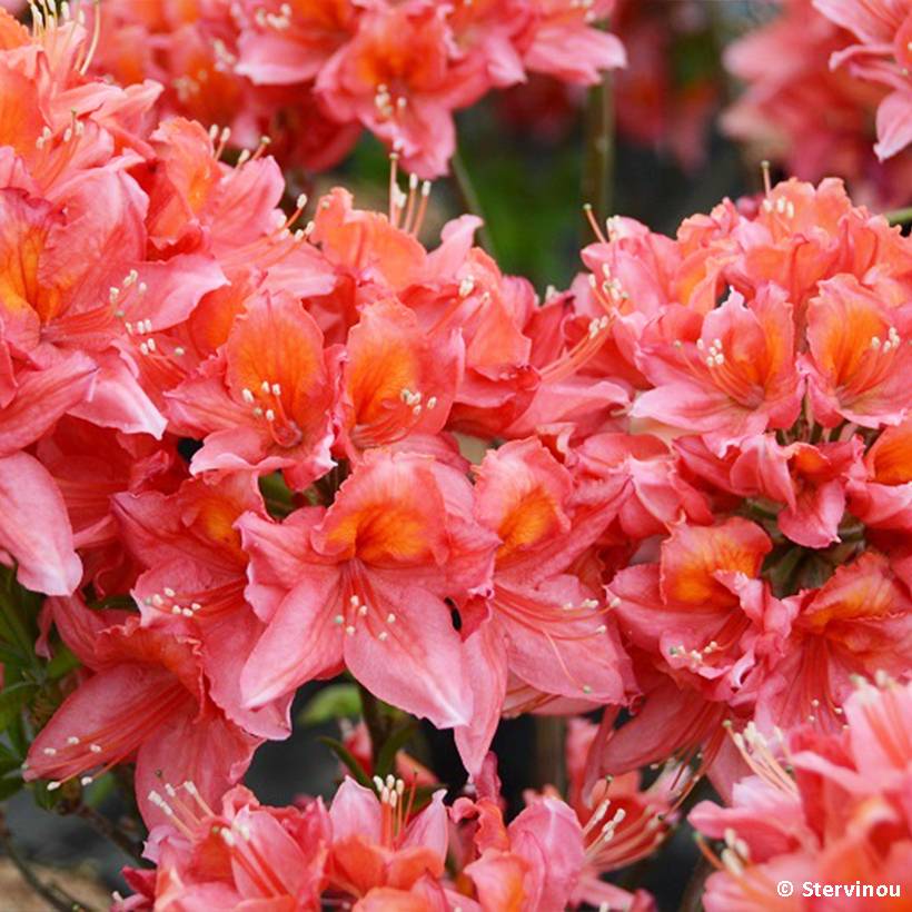 Promesse de Fleurs - Azalée de Chine Demoiselles de Boutiguery Aurora - Rhododendron hybride Pot de 4L/5L - Image 1