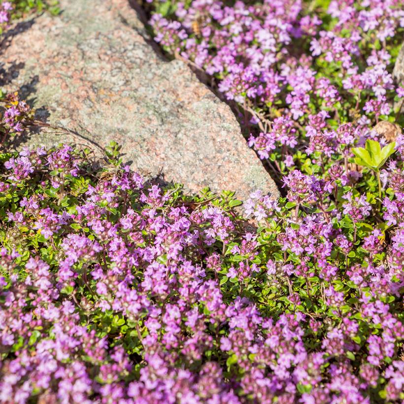 Promesse de Fleurs - Thymus praecox Red Carpet - Thym précoce Godet de 8/9 cm