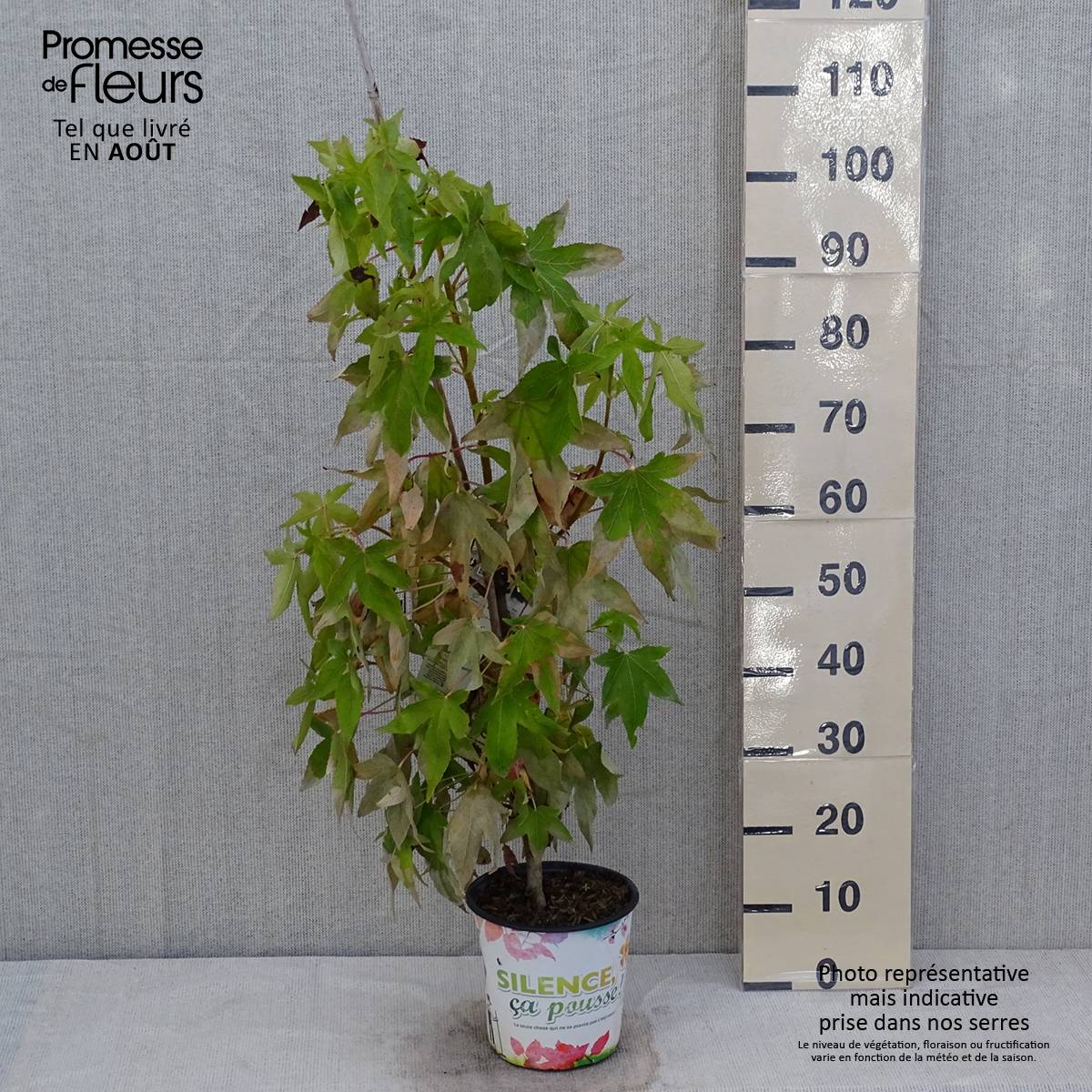 Promesse de Fleurs - Liquidambar styraciflua Thea - Copalme d'Amérique Pot de 4L/5L - Image 2