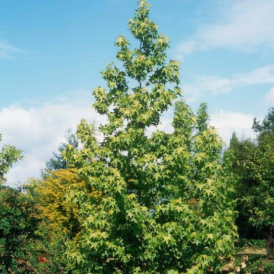 Promesse de Fleurs - Liquidambar styraciflua Thea - Copalme d'Amérique Pot de 4L/5L - Image 1