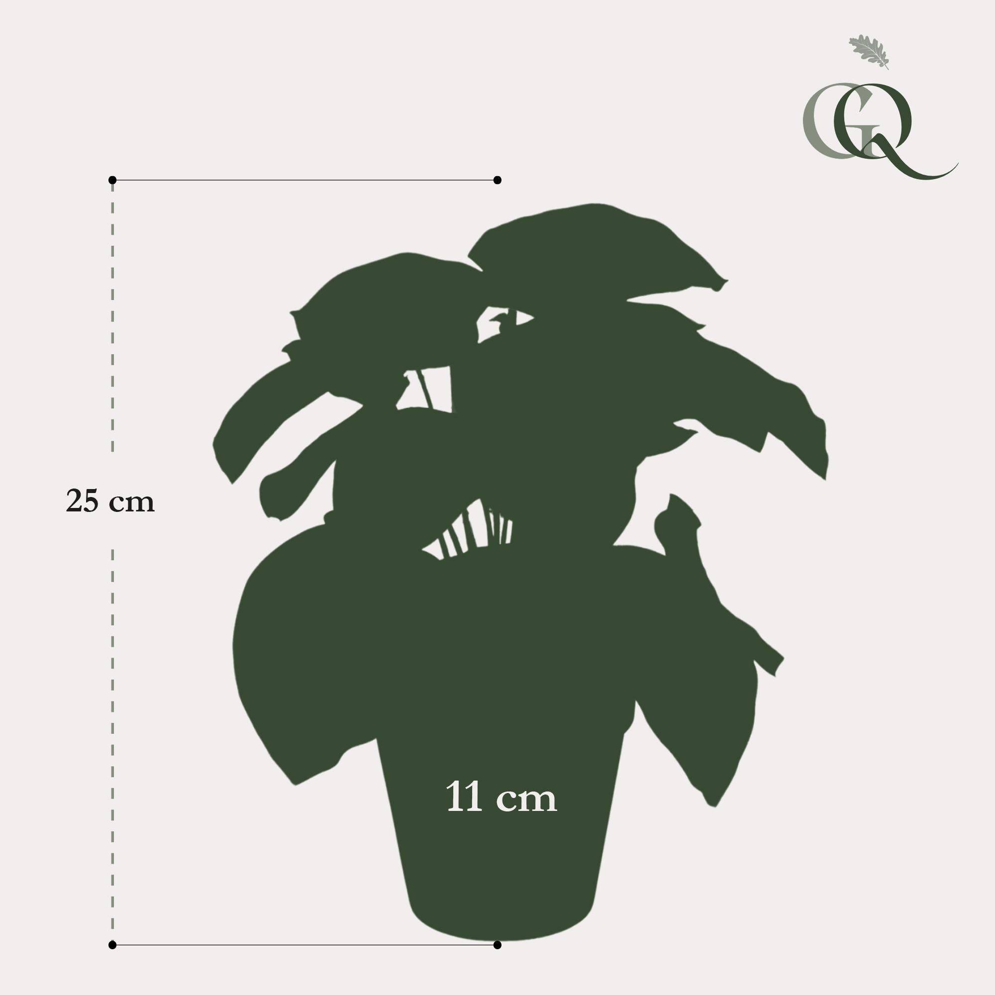 La Green Touch - Peperomia Argyreia plante artificielle - h25cm, Ø11cm- La Green Touch - Imagen 3