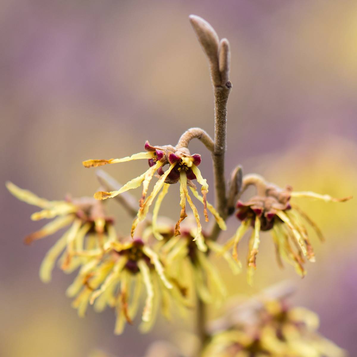 Promesse de Fleurs - Hamamelis intermedia Arnold Promise - Noisetier de Sorcière Pot de 4L/5L - Image 1