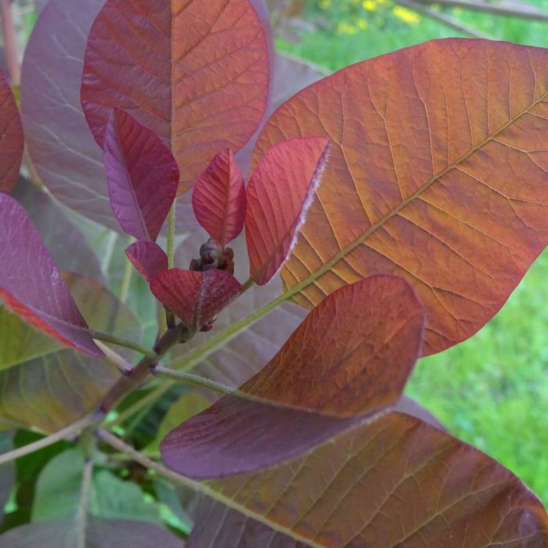 Arbre à perruque Royal Purple, Cotinus à fleurs Blanche - feuillage Caduc - Pot de 7,5L - 80/100 cm-  hauteur à maturité De 2,50 m à 3,00 m - Image 8