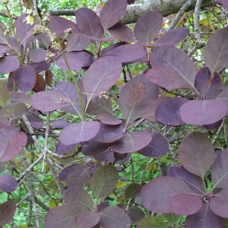 Arbre à perruque Royal Purple, Cotinus à fleurs Blanche - feuillage Caduc - Pot de 7,5L - 80/100 cm-  hauteur à maturité De 2,50 m à 3,00 m - Image 4