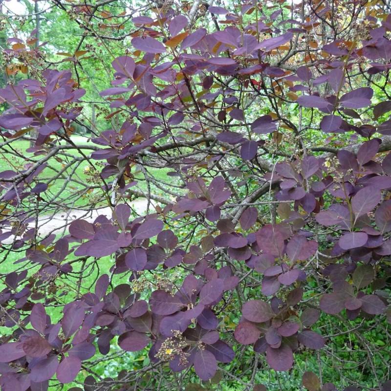 Arbre à perruque Royal Purple, Cotinus à fleurs Blanche - feuillage Caduc - Pot de 7,5L - 80/100 cm-  hauteur à maturité De 2,50 m à 3,00 m - Image 7