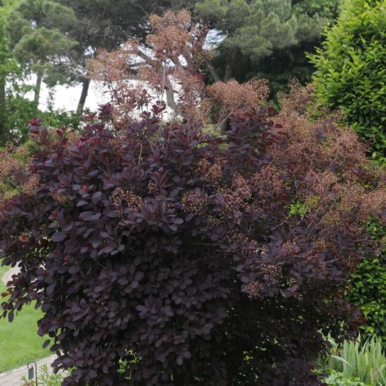 Arbre à perruque Royal Purple, Cotinus à fleurs Blanche - feuillage Caduc - Pot de 7,5L - 80/100 cm- hauteur à maturité De 2,50 m à 3,00 m - Image 3