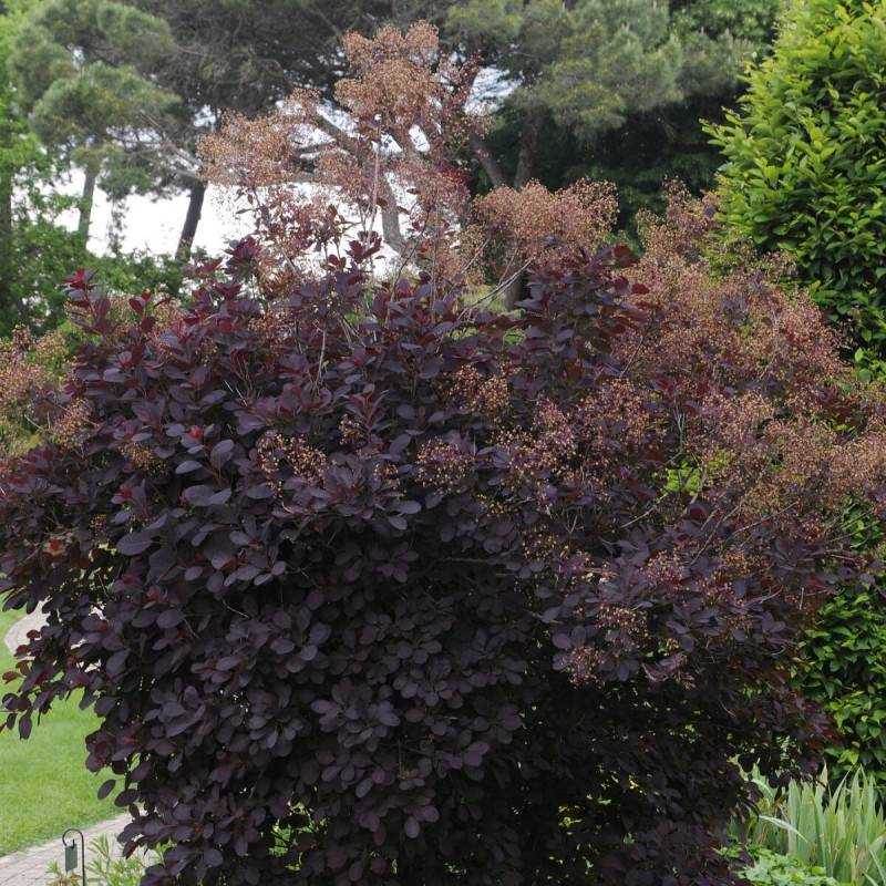 Arbre à perruque Royal Purple, Cotinus à fleurs Blanche - feuillage Caduc - Pot de 7,5L - 80/100 cm-  hauteur à maturité De 2,50 m à 3,00 m - Image 3
