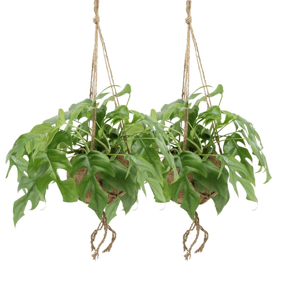 Kokodama Monstera Minima Hang () - H25cm - Image 1