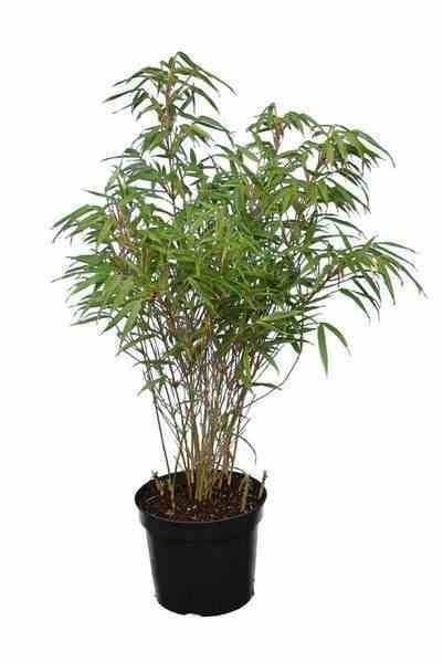 0 - Fargesia "Rufa" (Bambou non traçant) Pot 10 Litres - 80/100cm - 8/12 cannes