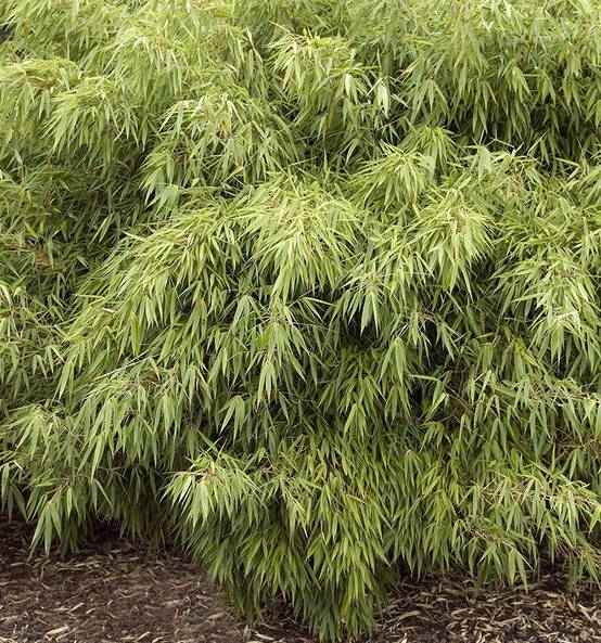 0 - Fargesia "Rufa" (Bambou non traçant) Pot 10 Litres - 80/100cm - 8/12 cannes - Image 3