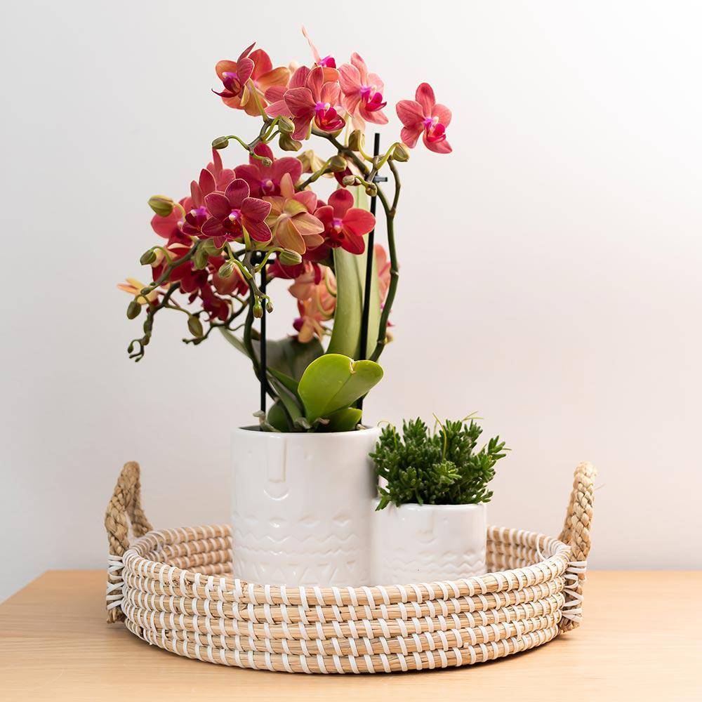La Green Touch - Orchidée Phalaenopsis rouge - Congo - plante d'intérieur florissante 35cm - Plante d'intérieur- La Green Touch - Imagen 4