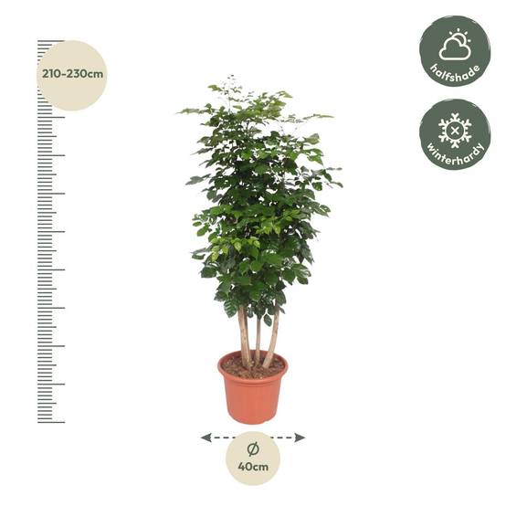 Radermachera Hainanensis - D40 H190cm - Image 2