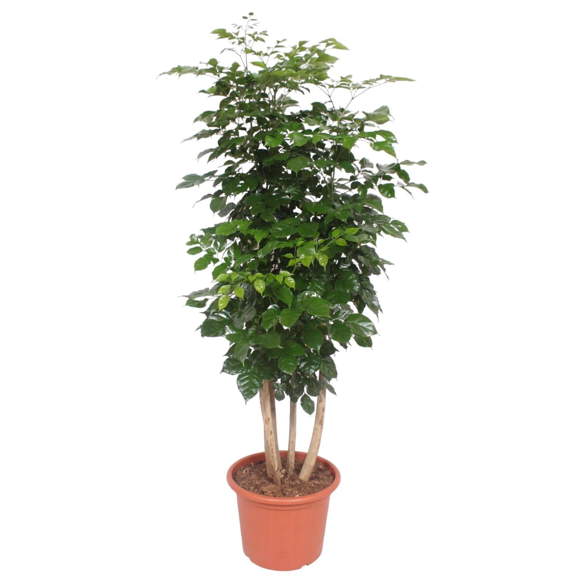 Radermachera Hainanensis - D40 H190cm - Image 1