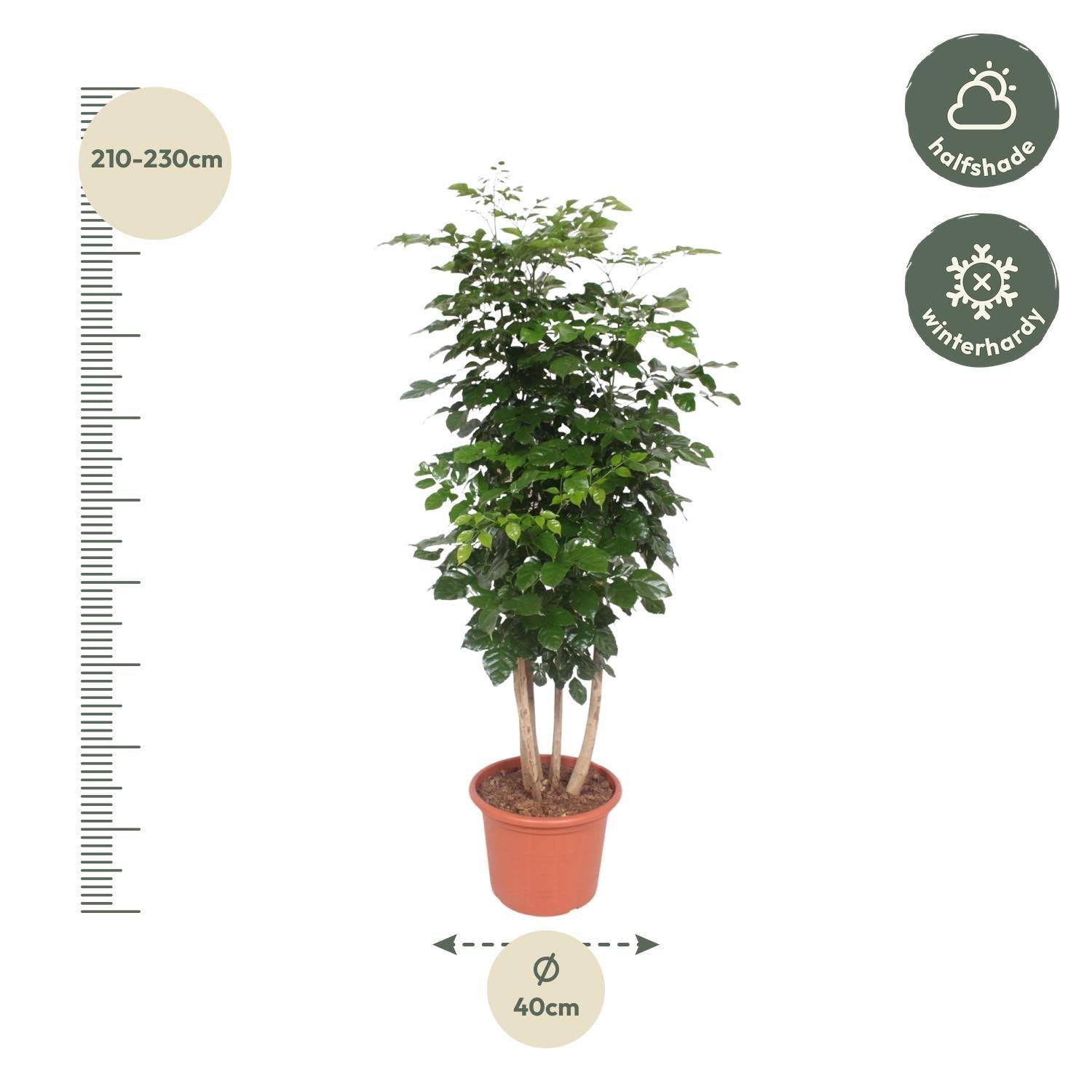 La Green Touch - Radermachera Hainanensis - D34 H190cm - Image 2