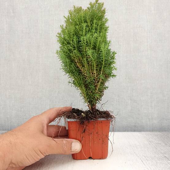 Promesse de Fleurs - Thuja occidentalis Teddy - Thuya du Canada Godet de 8/9 cm - Image 2