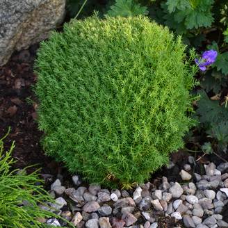Thuja occidentalis Teddy - Thuya du Canada Godet de 8/9 cm