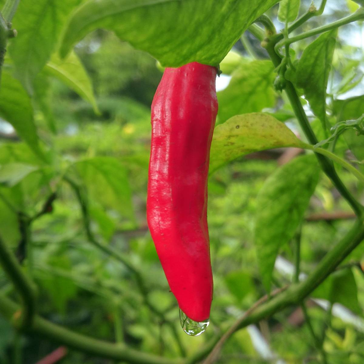 Piment Sucette De Provence - Capsicum annuum  le sachet de 60 graines environ (0,5g)