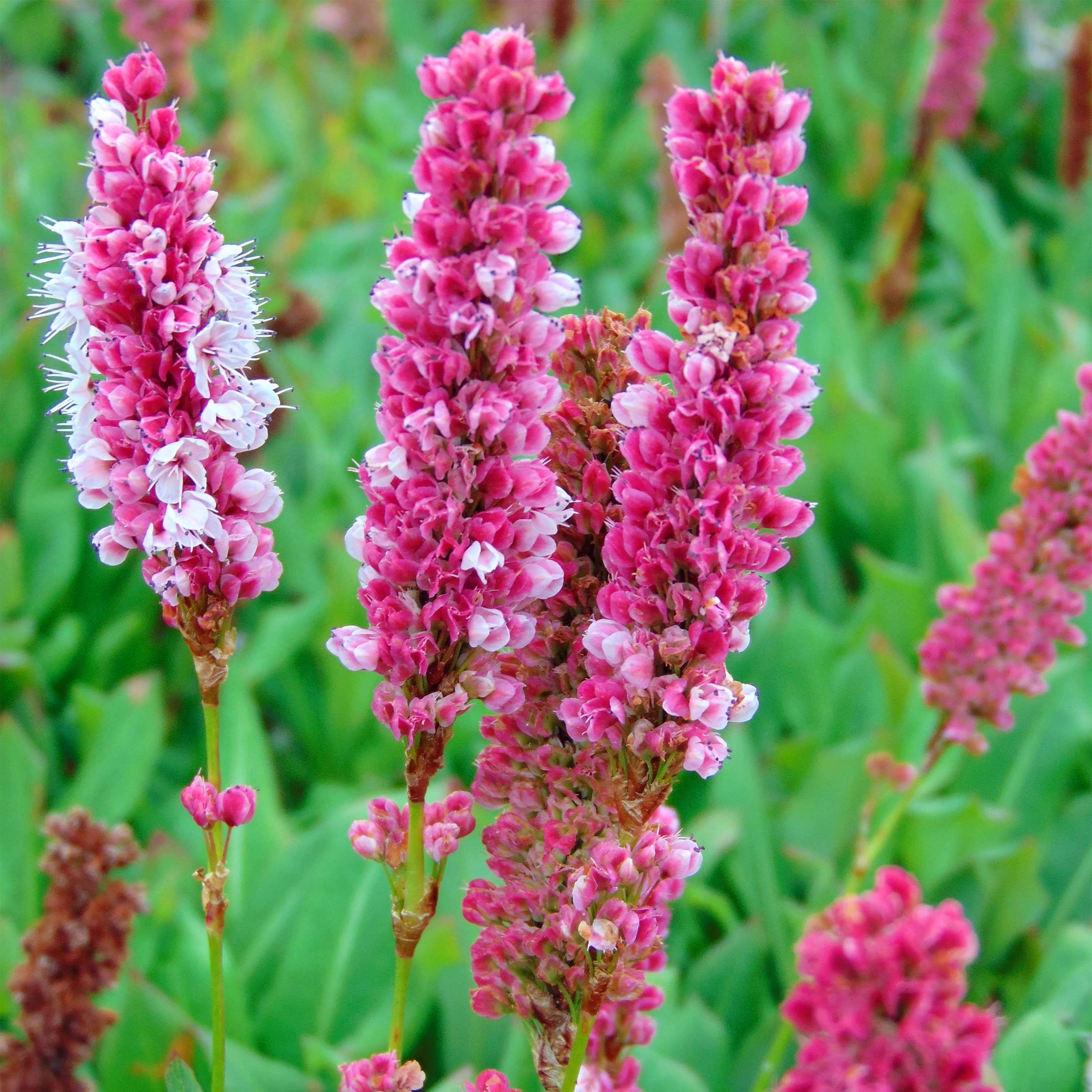 Renouée - Persicaria affinis Kabouter Godet de 8/9 cm