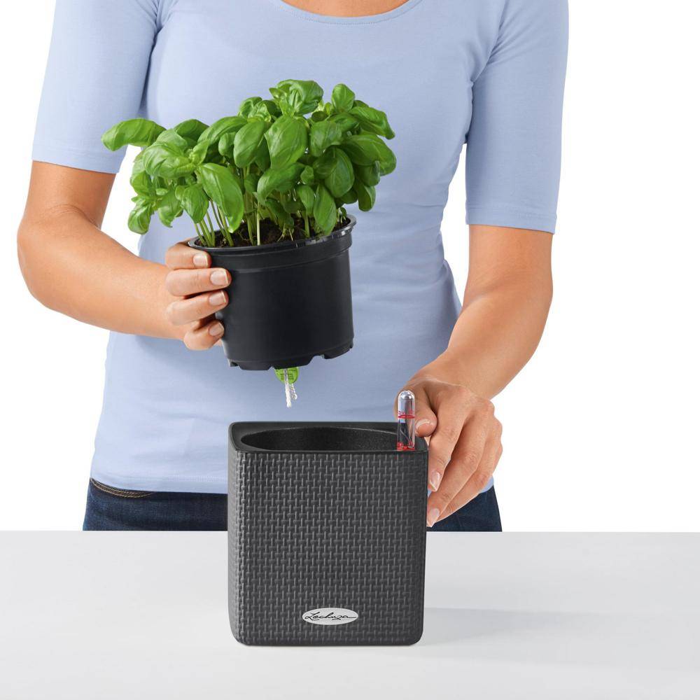 Lechuza - CUBE Color 16 - Kit Complet, gris ardoise 16 cm Lechuza - Imagen 7