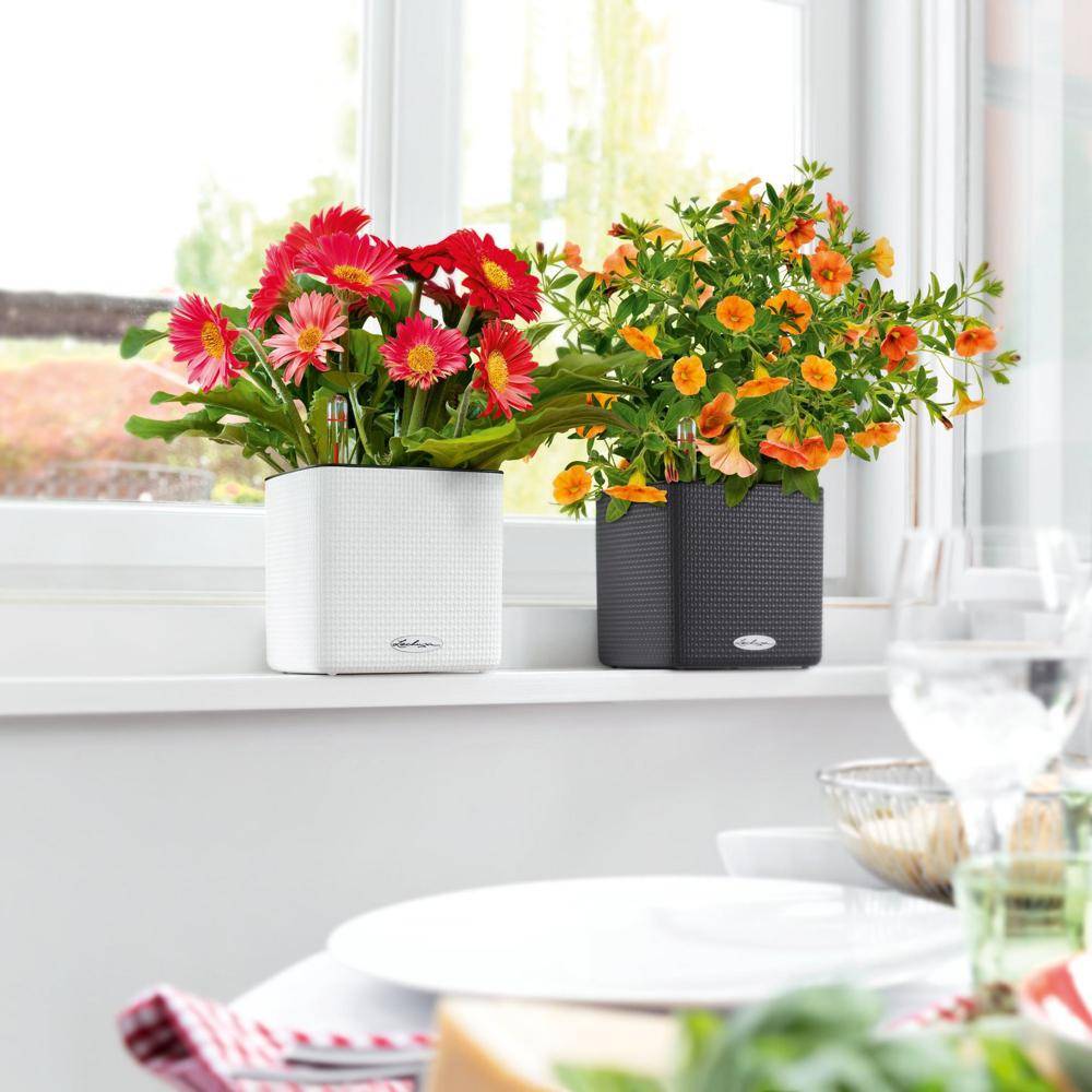 Lechuza - CUBE Color 16 - Kit Complet, gris ardoise 16 cm Lechuza - Imagen 5
