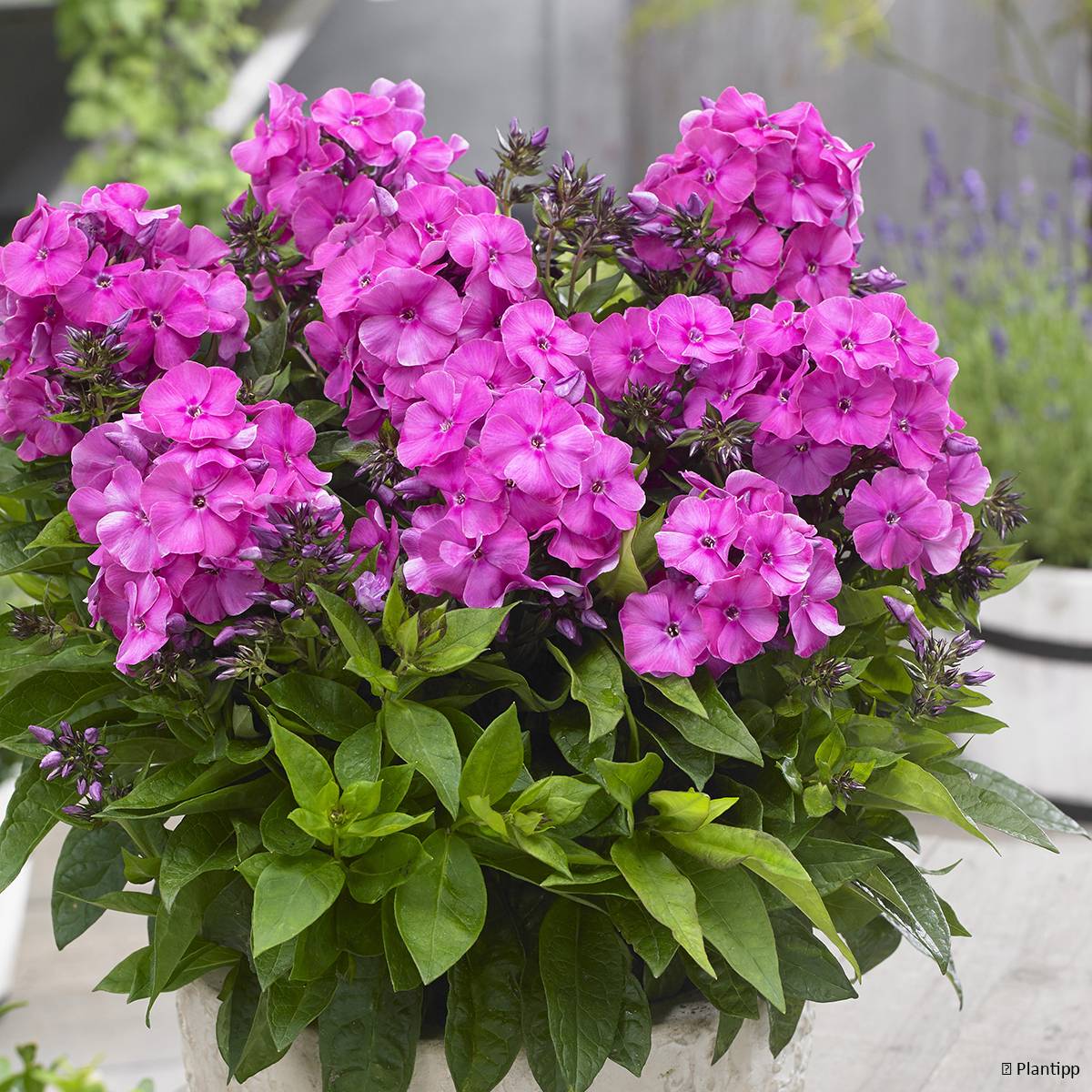 Phlox paniculata Bambini Primadonna Pot de 2L/3L