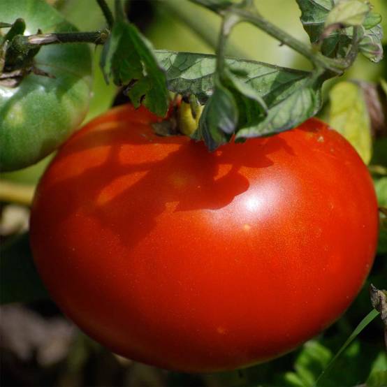 Tomate Merveille des Marchés Bio - Ferme de Sainte Marthe le sachet de 50 graines environ