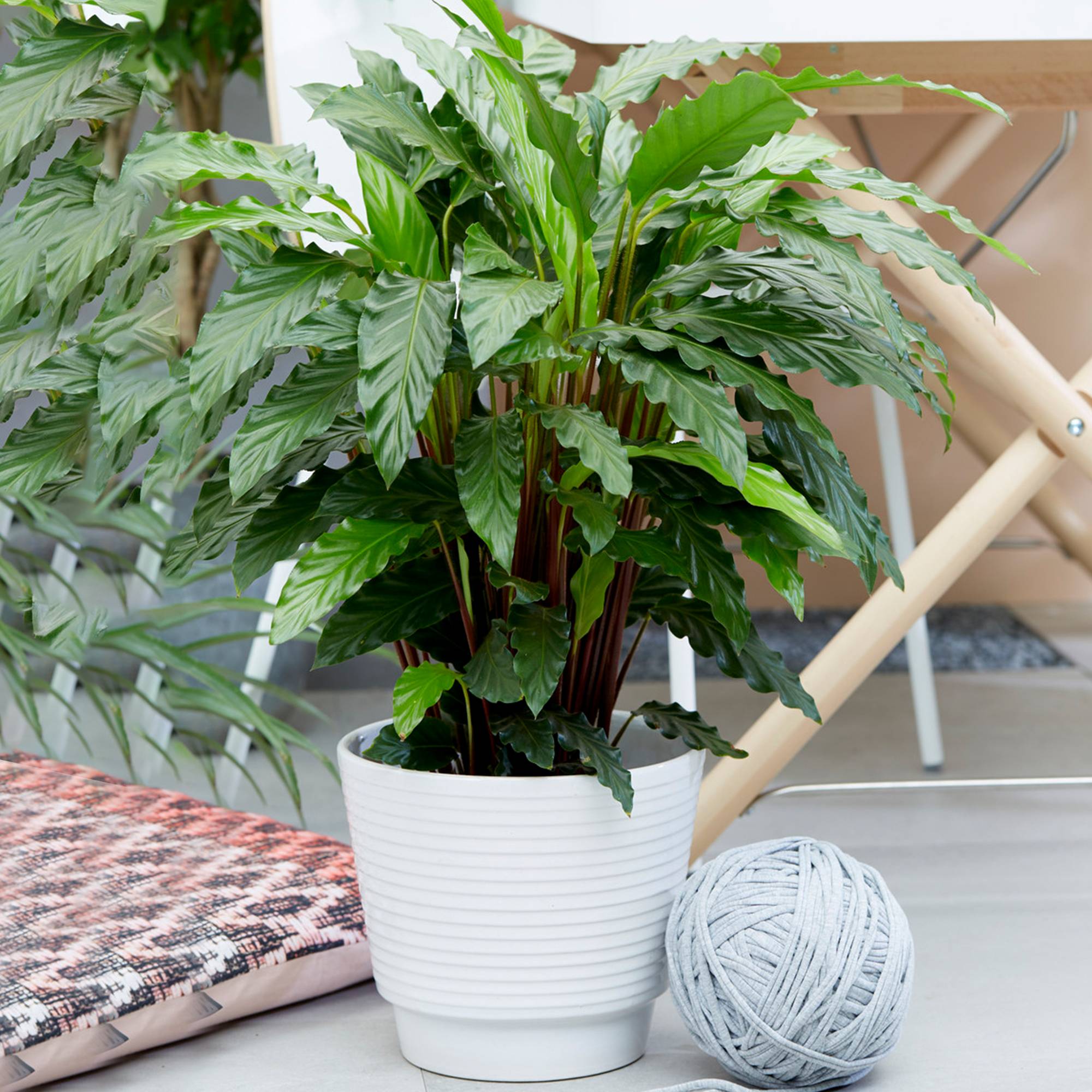Gardenersdream - 1 X Calathea "Blue Grass" | Superbe Plante D’Intérieur Calathea Velours (De 30 À 40 Cm Avec Pot) - GardenersDream - Image 1