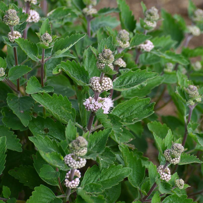 Caryopteris clandonensis Stephi - Spirée bleue Pot de 3L/4L - Image 1