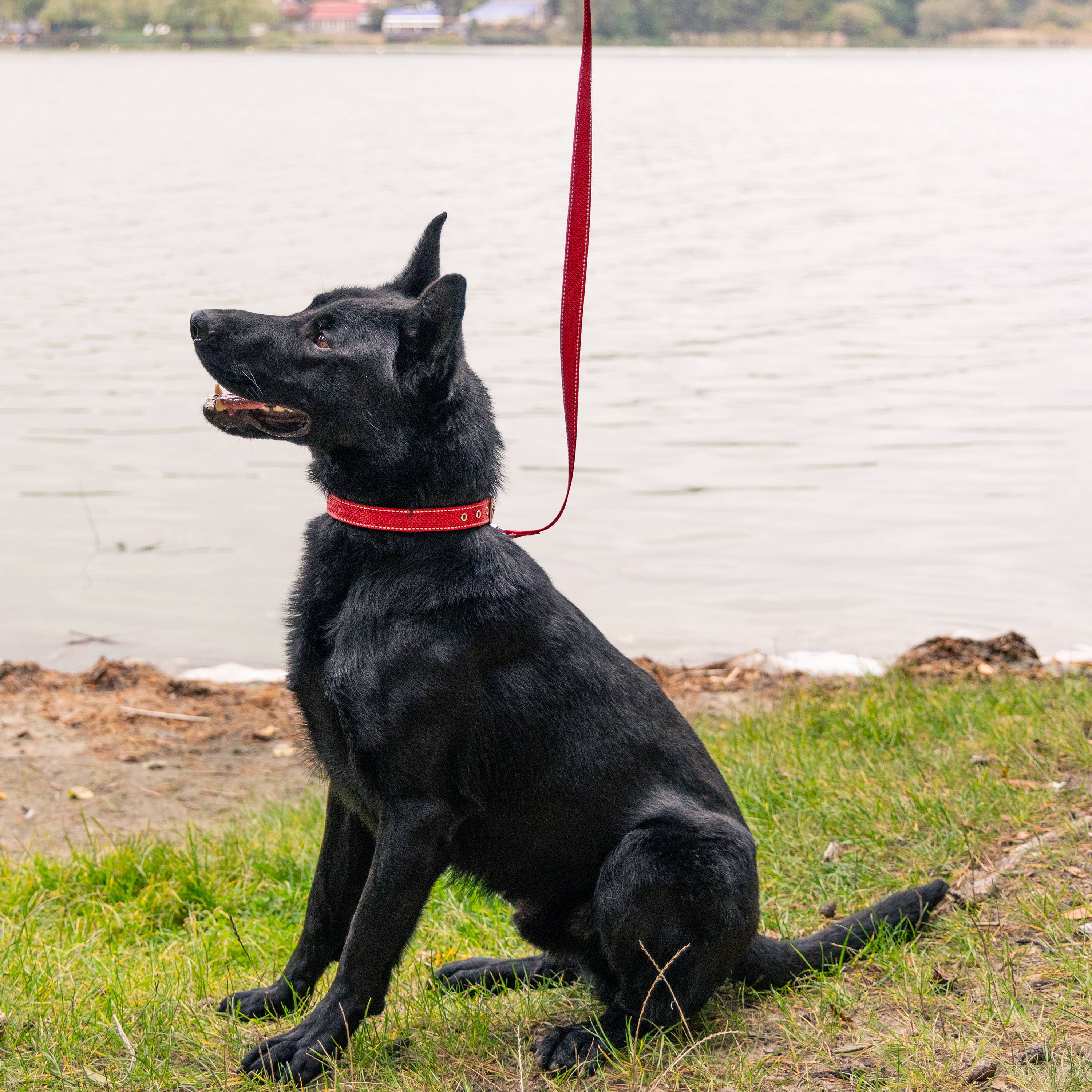 Ferplast - Collier pour Chiens Réfléchissant Rembourré DAYTONA DELUXE C25/53, Réglable, Boucle en Métal, Rouge-Noir - Imagen 3