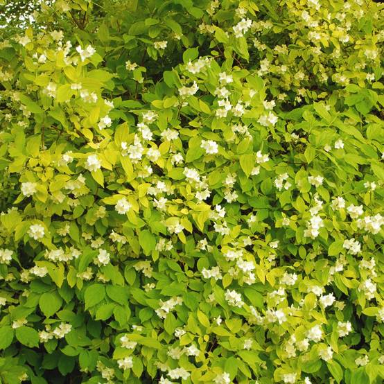 Seringat des jardins - Philadelphus coronarius Aureus Pot de 2L/3L - Image 1