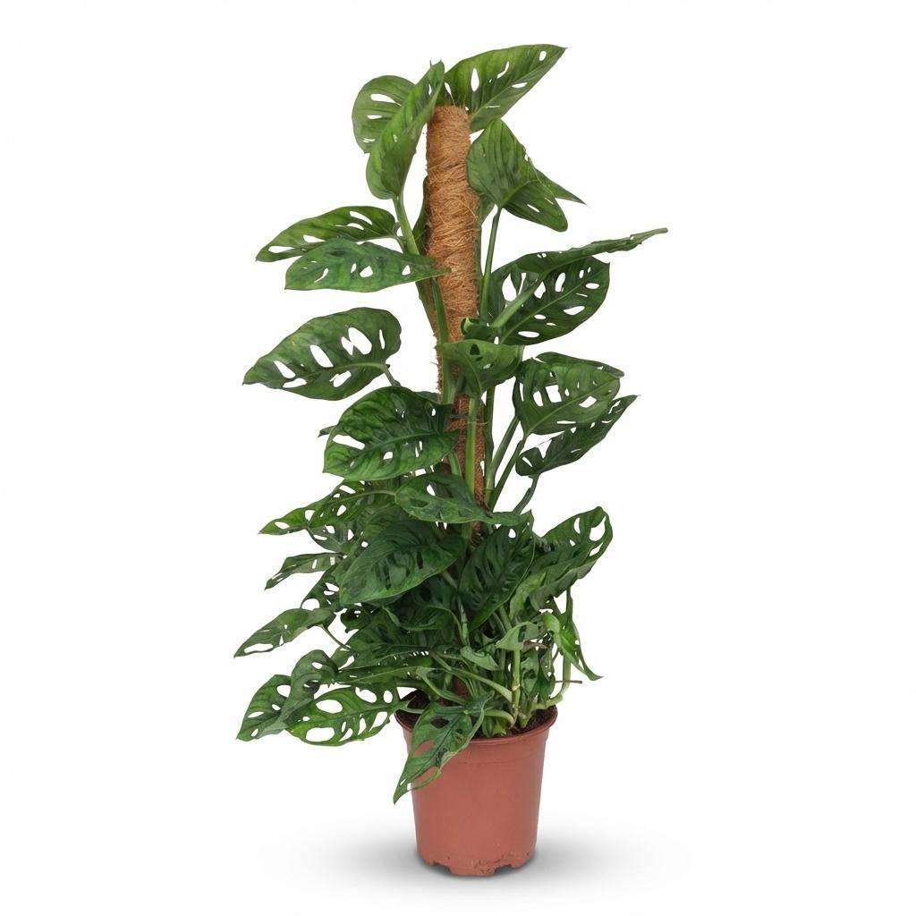 Monstera Andansonii - Monkey Mask avec tuteur coco - Pot de 19cm - Hauteur 90cm - Sans cache-pot - Plantes d'intérieur