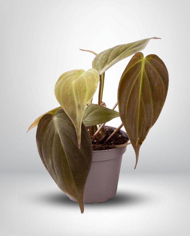 Philodendron Scandens Micans Small D. 6cm H. 20cm - Plante d'intrieur -  IndoorPoppies - Jardiland