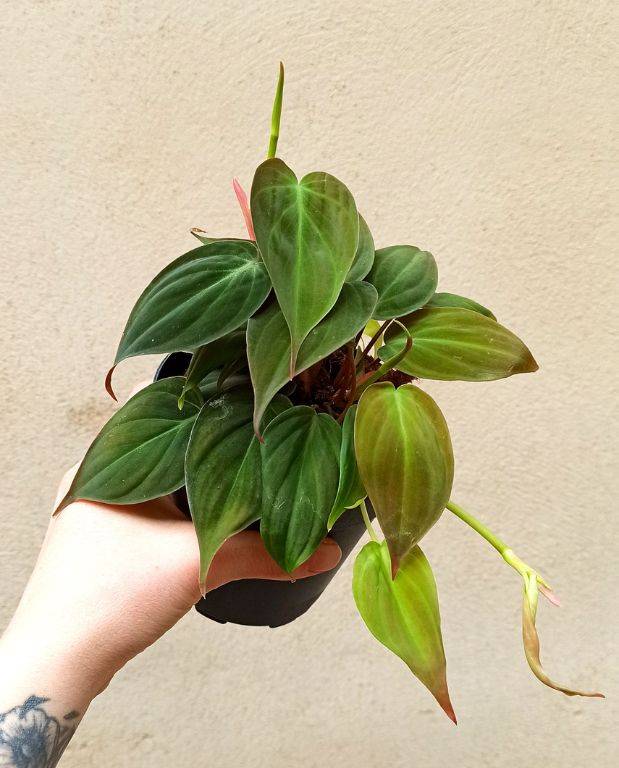 Philodendron Scandens Micans Small D. 6cm H. 20cm - Plante d'intérieur - IndoorPoppies - Image 2