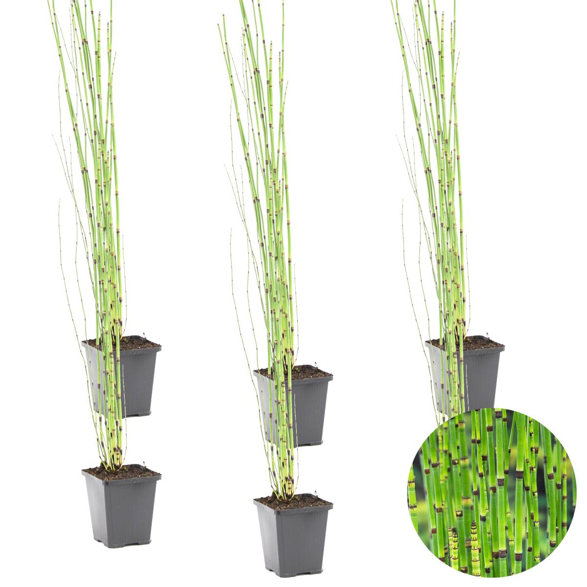 Lot de 6 - Equisetum Japonicum - Prêle du Japon - Plantes de bassin - H. 20-30 cm - P. 9 cm - Image 1