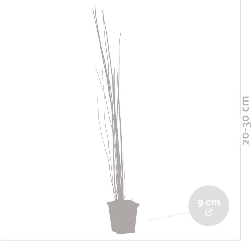 Lot de 6 - Equisetum Japonicum - Prêle du Japon - Plantes de bassin - H. 20-30 cm - P. 9 cm - Image 5