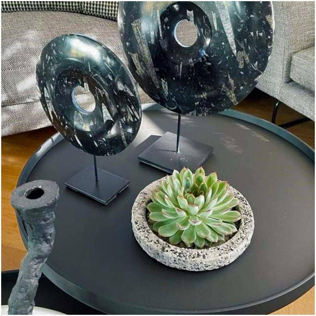La Green Touch - Echeveria Pulidonis Sans Racines- La Green Touch - Imagen 3