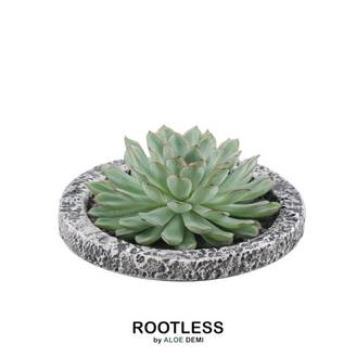 Echeveria Pulidonis Sans Racines- La Green Touch