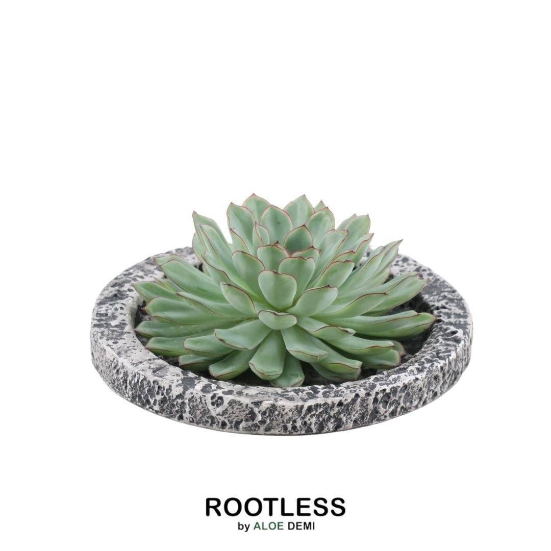 Echeveria Pulidonis Sans Racines- La Green Touch