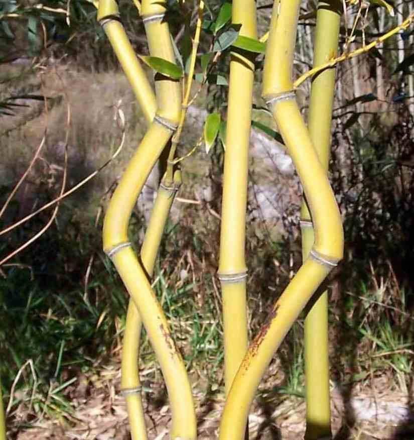 Sans Marque - Phyllostachys aureosulcata aureocaulis Taille:Pot de 2 litres - 80/100 cm - Image 2